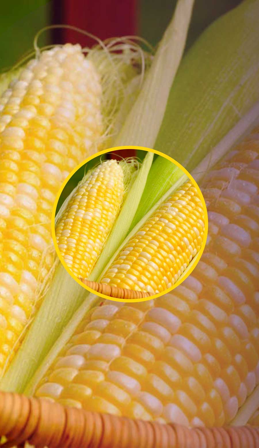 🌽 ذرت